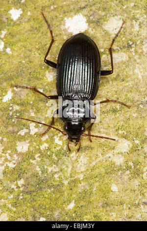 Noir commun zabre (Nebria brevicollis), sur lichened rock, Allemagne Banque D'Images