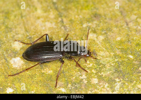 Noir commun zabre (Nebria brevicollis), sur lichened rock, Allemagne Banque D'Images