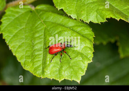 Charançon (Apoderus coryli noisetier), assis sur des feuilles de noisette, Allemagne Banque D'Images