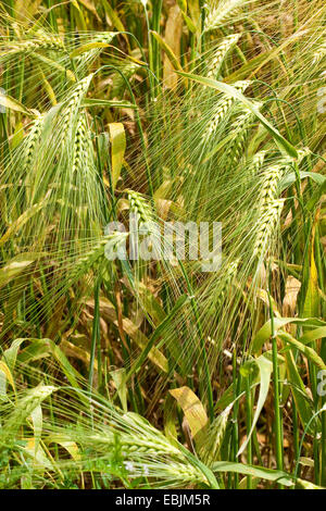 L'orge (Hordeum vulgare), venu les oreilles, Allemagne Banque D'Images