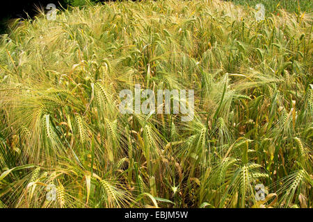 L'orge (Hordeum vulgare), venu les oreilles, Allemagne Banque D'Images