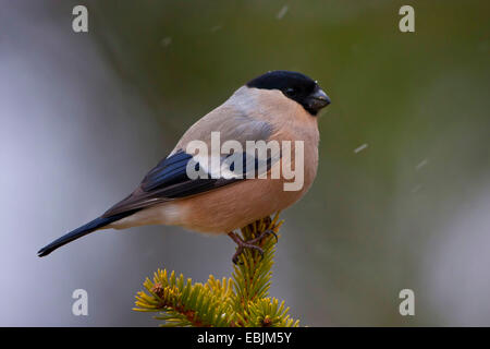 Colvert, Canard colvert, le nord du bouvreuil (Pyrrhula pyrrhula), femme assise à neige sur une brindille, la Suède, le Parc National de Hamra Banque D'Images