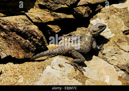 Roughtail rock agama Agama stellio, hardun (, Stellio stellio), assis sur un rocher, la Grèce, la Chalcidique Banque D'Images