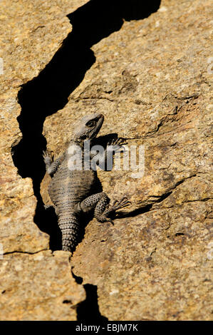 Roughtail rock agama Agama stellio, hardun (, Stellio stellio), assis sur un rocher, la Grèce, la Chalcidique Banque D'Images