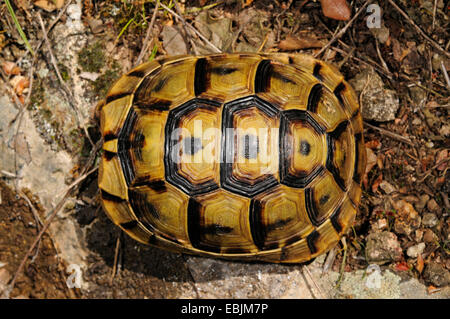 Spur-thighed tortoise, épi-thighed Méditerranée, tortue, tortue tortue grecque commune (Testudo graeca, Testudo graeca ibera), juvénile à partir de ci-dessus, la Grèce, Thrakien Banque D'Images