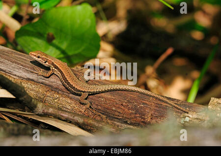 Lézard des murailles (Podarcis muralis, Lacerta muralis), les bains de soleil sur un tronc d'arbre, de la Grèce, Thrakien Banque D'Images