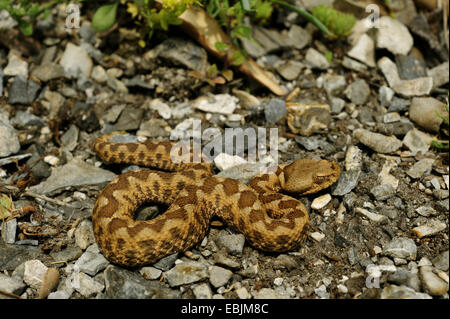 Nez-vipère à cornes, vipère à cornes, viper bec long (Vipera ammodytes, Vipera ammodytes meridionalis), mâle juvénile, Grèce, Macédoine Banque D'Images