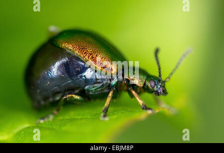 Feuille de menthe Chrysolina herbacea (Beatles), assis sur une feuille de menthe, de la Norvège, Troms Banque D'Images