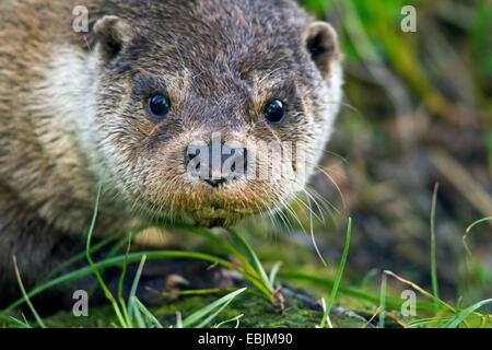 La loutre d'Europe, loutre d'Europe, la loutre (Lutra lutra), portrait, Norvège, Troms Banque D'Images