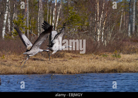 Grue cendrée grue eurasienne, (Grus grus), décollant à couple d'un lac, la Suède, le Parc National de Hamra Banque D'Images