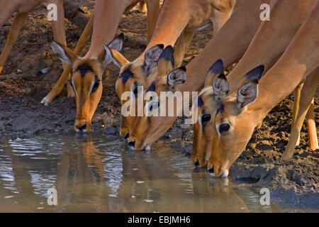 Impala (Aepyceros melampus), de l'alcool au point d'Afrique du Sud, Kwazulu-Natal, Mkuze Game Reserve Banque D'Images