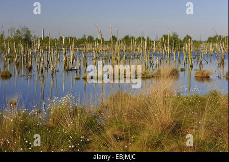 (Eriophorum linaigrette de spec.), vue sur le renaturated Goldenstedter Moor avec bouleaux mourir retour, en Allemagne, en Basse-Saxe, Goldenstedter Moor Banque D'Images