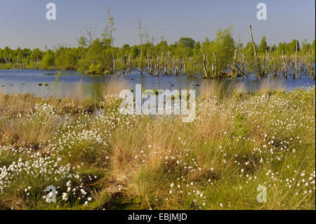 (Eriophorum linaigrette de spec.), vue sur le renaturated Goldenstedter Moor avec bouleaux mourir retour, en Allemagne, en Basse-Saxe, Goldenstedter Moor Banque D'Images