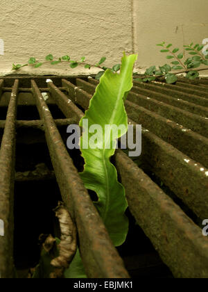 La langue de hart, harts scolopendre (Asplenium scolopendrium Phyllitis scolopendrium), de plus en plus, dans une fenêtre du sous-sol, l'Allemagne, Rhénanie du Nord-Westphalie Banque D'Images