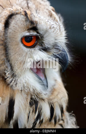 Le nord du grand-duc (Bubo bubo), le portrait d'un jeune oiseau, l'Autriche, Basse Autriche Banque D'Images