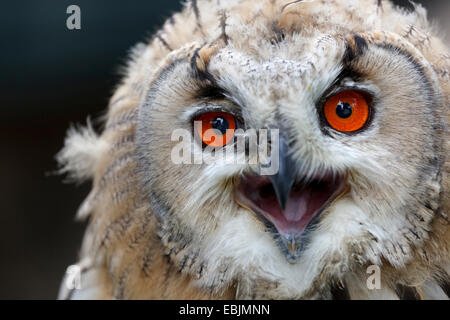 Le nord du grand-duc (Bubo bubo), le portrait d'un jeune oiseau, l'Autriche, Basse Autriche Banque D'Images