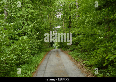 Route asphaltée étroite par le biais d'épaisseur forêt de hêtres, de l'Autriche, Styrie Banque D'Images