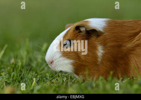 Cobaye domestique (Cavia aperea porcellus. f), assis dans un pré Banque D'Images