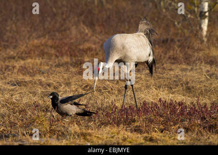 Grue cendrée grue eurasienne, (Grus grus), à la recherche de la nourriture avec un hoodiecrow, la Suède, le Parc National de Hamra Banque D'Images