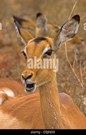 Impala (Aepyceros melampus), portrait, Afrique du Sud, du Limpopo, Krueger National Park Banque D'Images