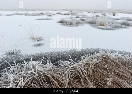 (Eriophorum linaigrette de spec.), vue sur la neige-couvertes Goldenstedter Moor, ALLEMAGNE, Basse-Saxe, Goldenstedter Moor Banque D'Images