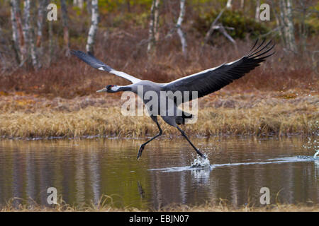 Grue cendrée grue eurasienne, (Grus grus), décollant de l'eau, la Suède, le Parc National de Hamra Banque D'Images