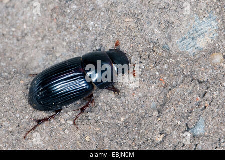 Vol de nuit bousier, bouse-beetle (Aphodius rufipes, Acrossus rufipes), sur le terrain, Allemagne Banque D'Images