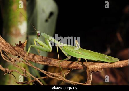 Mantis asiatique géant. â€" (cf. membranacea ), assis sur une branche qui se cache, le Sri Lanka, Sinharaja Forest National Park Banque D'Images