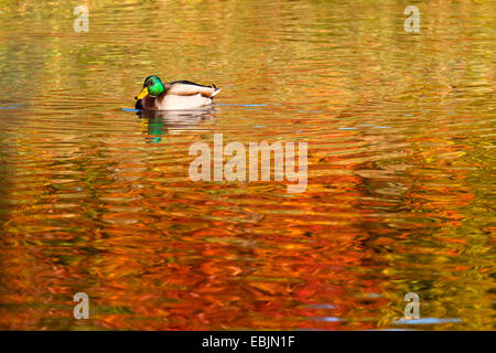 Le Canard colvert (Anas platyrhynchos), homme natation sur un étang, automne arbres se reflétant dans l'eau, de l'Allemagne, Rhénanie du Nord-Westphalie Banque D'Images