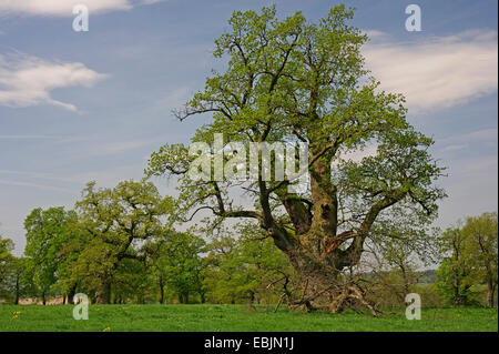 Chêne (Quercus spec.), ancienne oeaks dans le pré, Allemagne, Hesse, Reinhardswald Banque D'Images