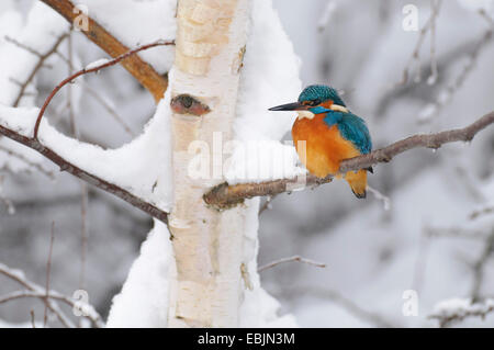 River Kingfisher (Alcedo atthis), reposant sur une branche de bouleau en hiver, l'ALLEMAGNE, Basse-Saxe Banque D'Images