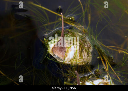 L'eau noire grand coléoptère, grand silver water beetle, grande terre, de l'eau plongée beetle (Hydrous piceus, Hydrochara piceus, cocoon sur surface de l'eau, de la Croatie, Istrie Banque D'Images