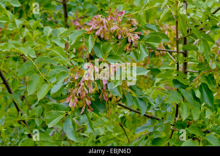 La manne frêne (Fraxinus ornus), la fructification, la Croatie, Istrie Banque D'Images