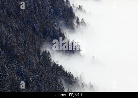 L'épinette de Norvège (Picea abies), vue de la Rigi lors d'une forêt de sapins enneigée dissappearing dans un océan de brouillard, Suisse Banque D'Images