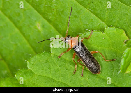 Soldat beetle (Cantharis Cantharis, thoracica bicolor), assis sur une feuille, Allemagne Banque D'Images