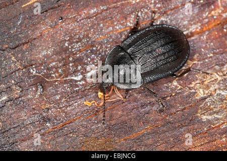 Carion beetle (Phosphuga atrata atrata), Silpha, assis sur le bois mort, Allemagne Banque D'Images