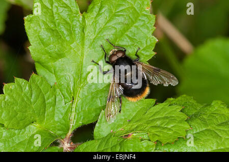 Bumblebee hoverfly (Volucella bombylans Mimic), homme à une feuille d'ortie, Allemagne Banque D'Images