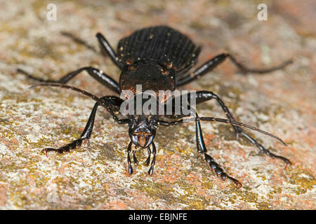 Domaine zabre (Carabus granulatus), homme de pierre lichened, Allemagne Banque D'Images