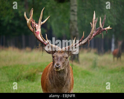 Red Deer (Cervus elaphus), portrait d'un cerf, Allemagne Banque D'Images