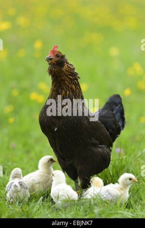 Les oiseaux domestiques (Gallus gallus f. domestica), avec les poussins poule gloussant dans un pré, Allemagne Banque D'Images