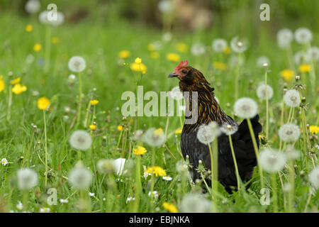 Les oiseaux domestiques (Gallus gallus f. domestica), debout dans un pissenlit prairie, Allemagne Banque D'Images