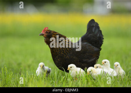 Les oiseaux domestiques (Gallus gallus f. domestica), avec les poussins poule gloussant, Allemagne Banque D'Images