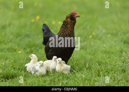 Les oiseaux domestiques (Gallus gallus f. domestica), avec les poussins poule gloussant, Allemagne Banque D'Images