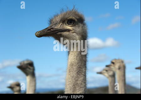 Autruche (Struthio camelus), portrait, Afrique du Sud, Western Cape, Oudtshoorn Banque D'Images