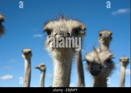 Autruche (Struthio camelus), portrait, Afrique du Sud, Western Cape, Oudtshoorn Banque D'Images