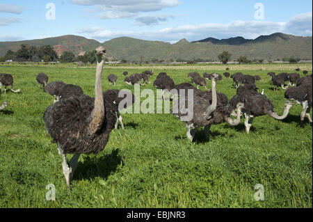 Struthionidae (autruche), troupeau d'autruches standing in meadow, Afrique du Sud, Western Cape, Oudtshoorn Banque D'Images