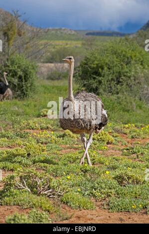 Autruche (Struthio camelus), dans la savane, Afrique du Sud, Western Cape Banque D'Images