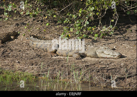 Le crocodile du Nil (Crocodylus niloticus), étendu sur la berge, l'Afrique du Sud, le Parc National de Hluhluwe-Umfolozi Banque D'Images