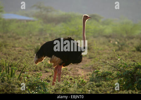 L'autruche de Somalie (Struthio camelus molybdophanes), homme dans la lumière du soir, Kenya, Samburu National Reserve Banque D'Images