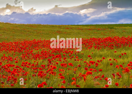 Pavot coquelicot, Commun, Rouge Coquelicot (Papaver rhoeas), dans un champ de maïs avec des nuages orageux, en Allemagne, en Bavière Banque D'Images